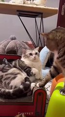 Wait until the end and watch