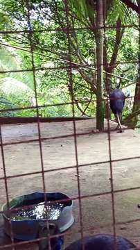 what kind od animal is this?