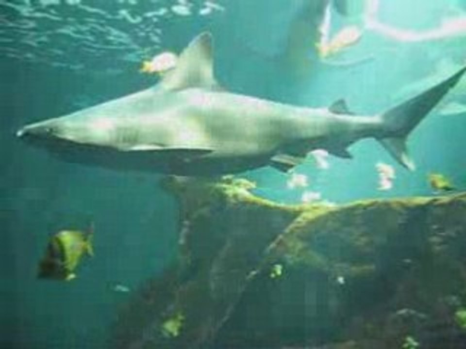 Aquarium2008032901
