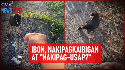 Ibon, nakipagkaibigan at "nakipag-usap?" | GMA Integrated Newsfeed