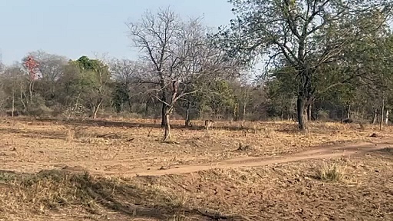 कूनो में पहली बार पर्यटकों को हुआ चीता का दीदार