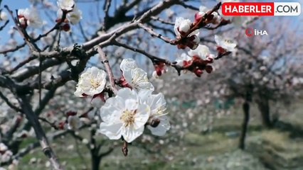 Çiçek açan ağaçların görselliği mest etti