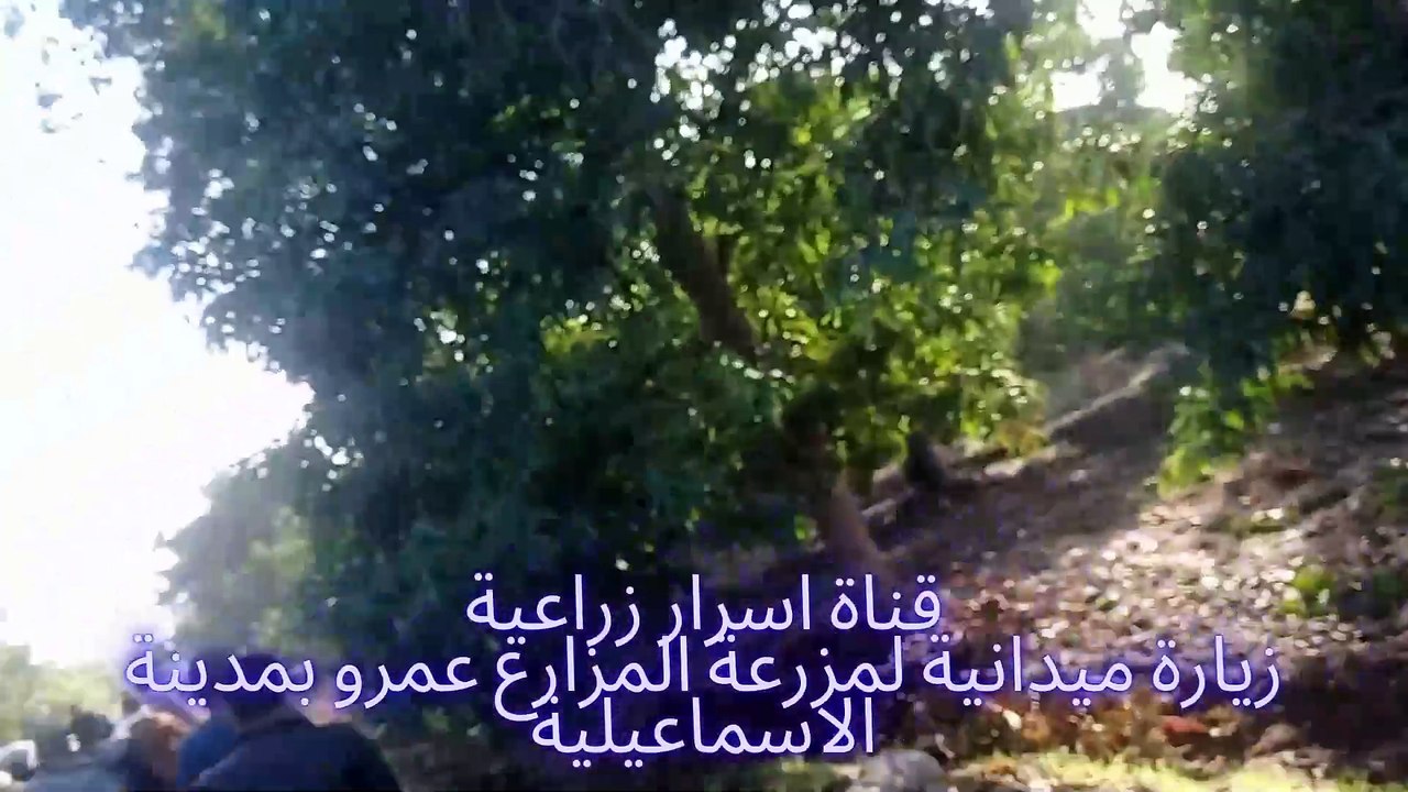 المعاملات الجيدة لاشجار  فاكهة المانجو قبل التذهير