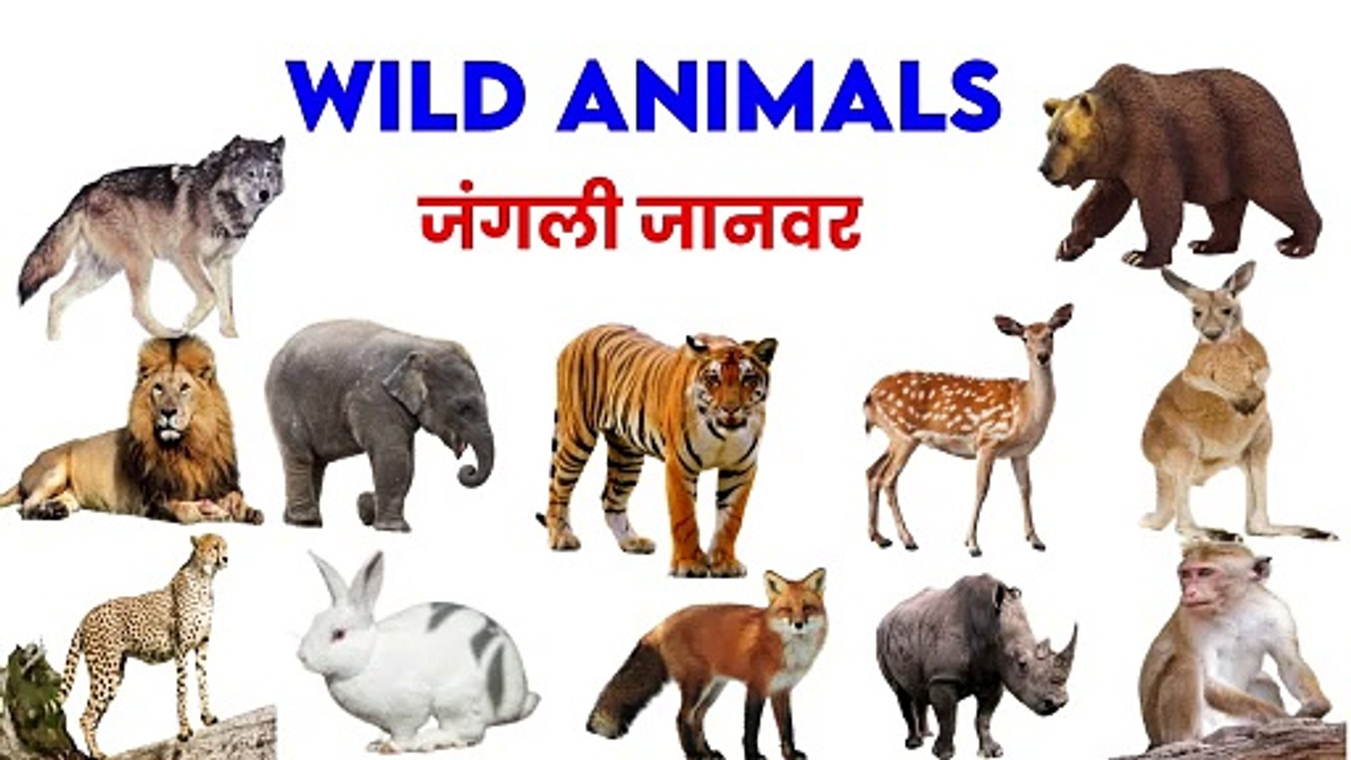⁣wild animals name | wild animals vocabulary | wild animals quiz | animals for kids+vocabulary
