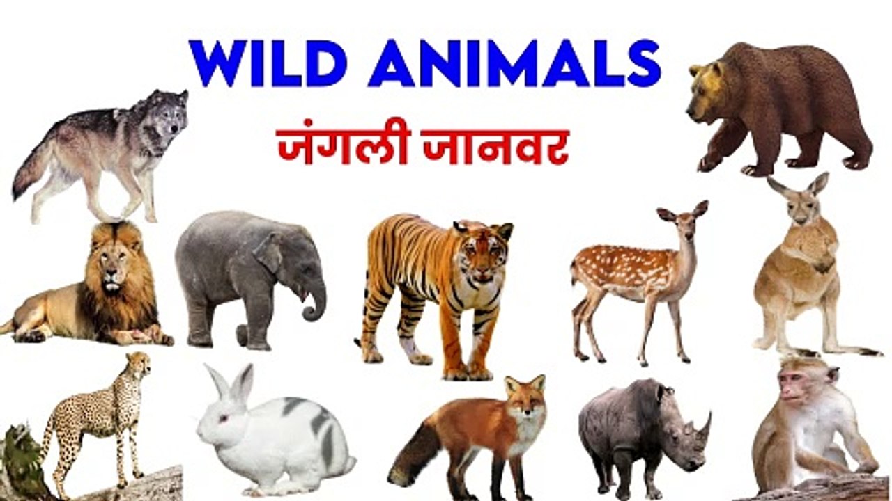 wild animals name | wild animals vocabulary | wild animals quiz | animals for kids+vocabulary