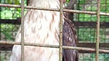 what bird is this po ba?