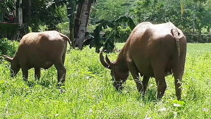 Buffalo eat grass while dancing