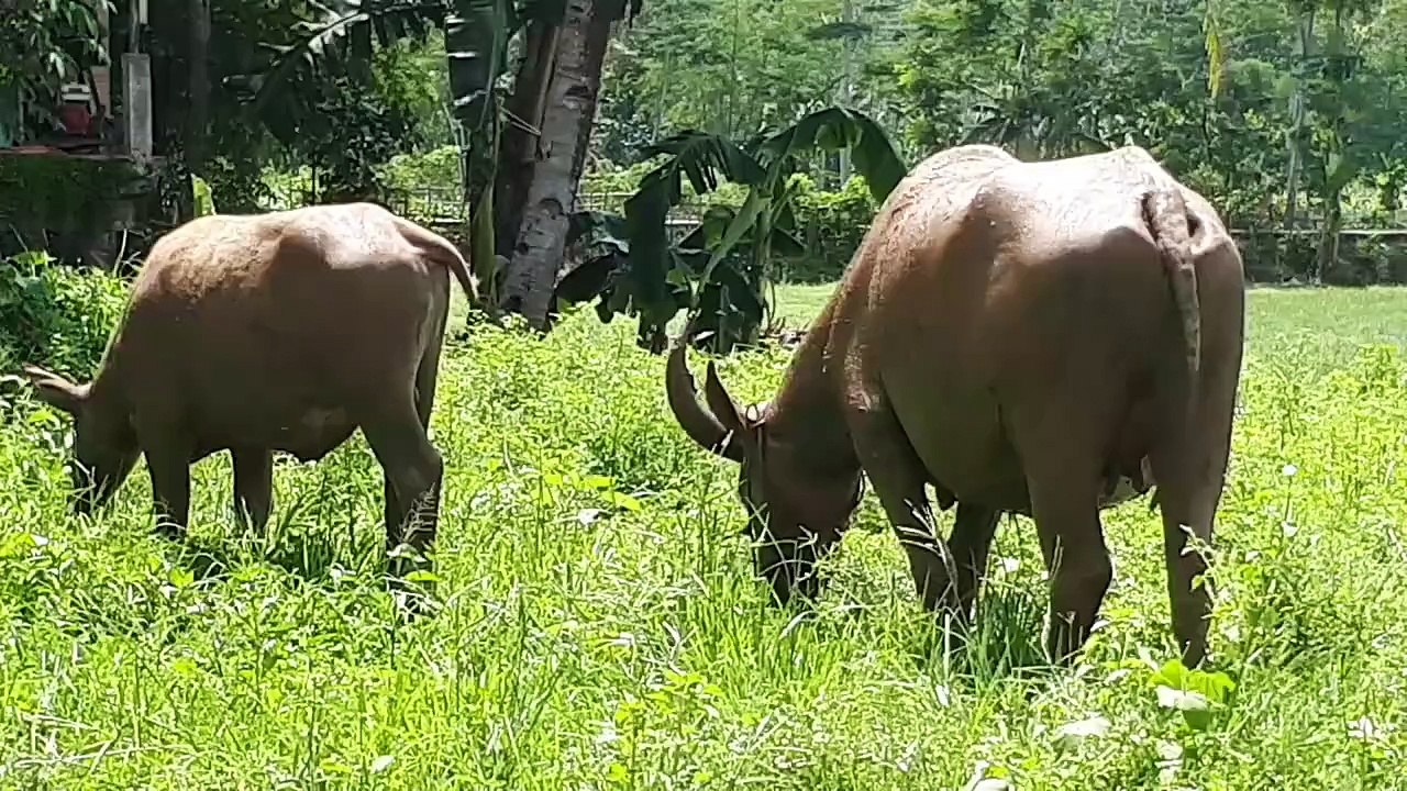 Buffalo eat grass while dancing
