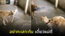 เอ็นดู ! โกลเด้นเป็นกรรมการช่วยห้าม ไม่เอาเพื่อนอย่ากัดกัน