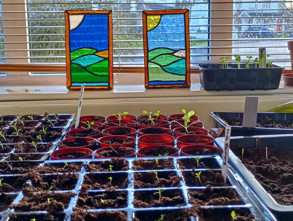 5 tips for healthy seedlings: Gardening With Brendan