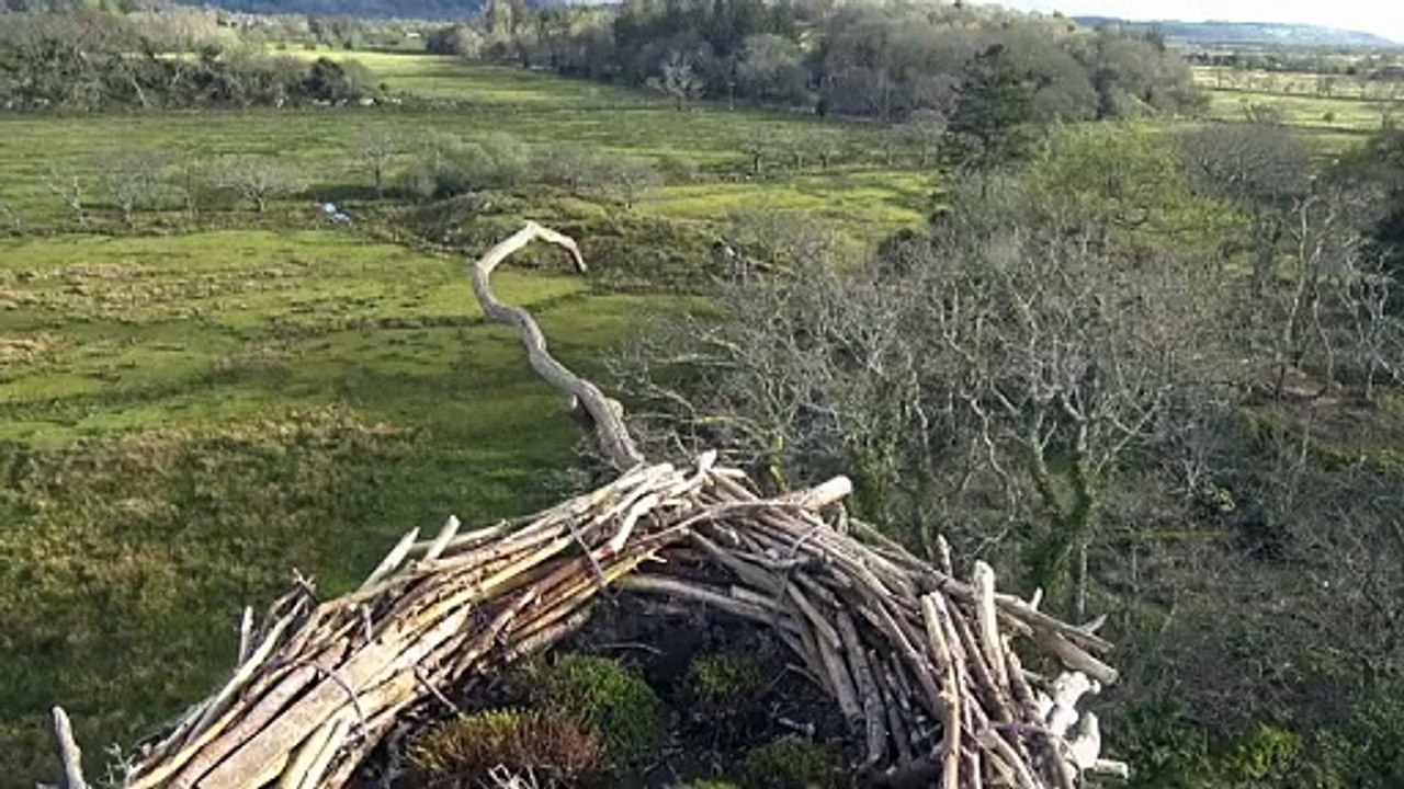 Glaslyn Osprey video