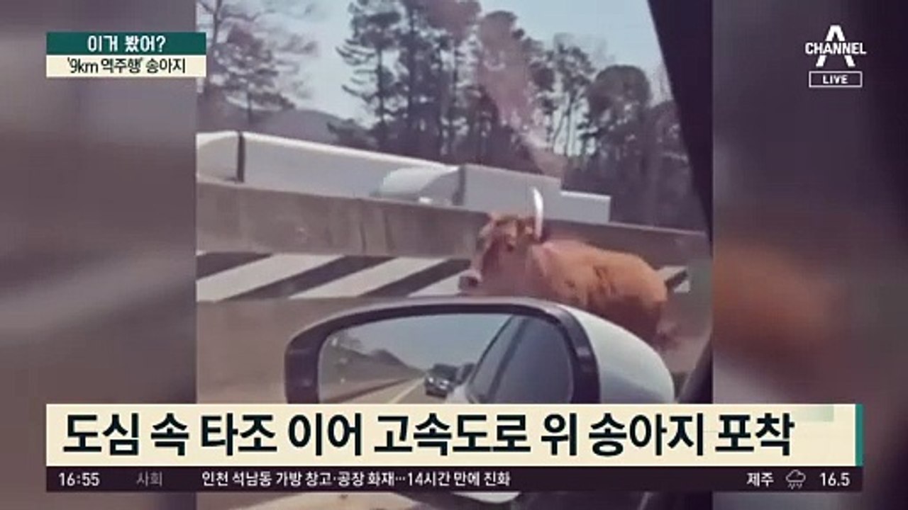 고속도로 9km 달렸다…탈출 송아지 ‘거꾸로 질주’