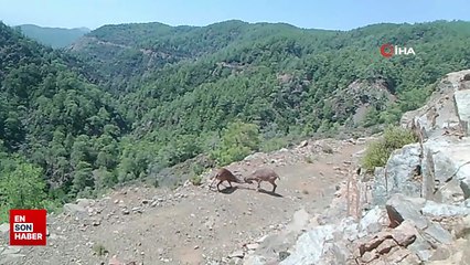 Birçok yaban hayvanı fotokapana takıldı
