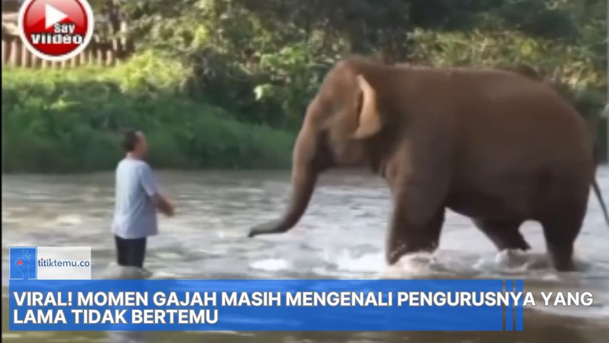 Momen Gajah yang masih Mengenali Pengasuhnya meski sudah Lama Tidak Ketemu