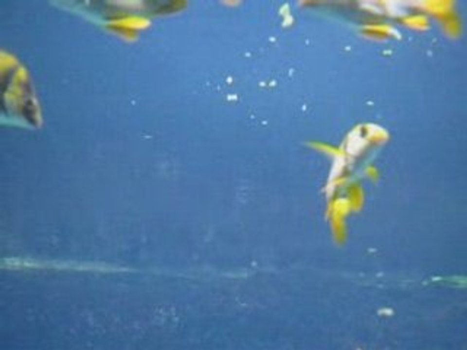 Aquarium2008032905