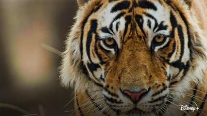 Discover the Majestic World of Tigers in Disneynature's 2024 Documentary 🐅