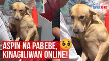 Aspin na pabebe, kinagiliwan online! | GMA Integrated Newsfeed