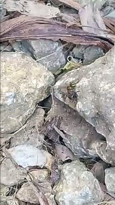 A BEE he can't fly