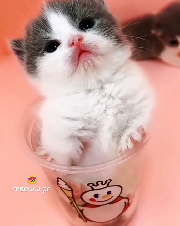 Meow looking me
