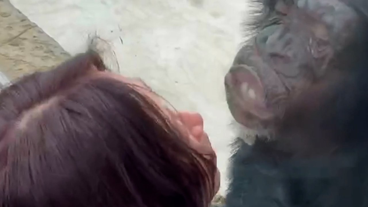 Komischer Moment: Schimpanse küsst Frau wiederholt durch Glas