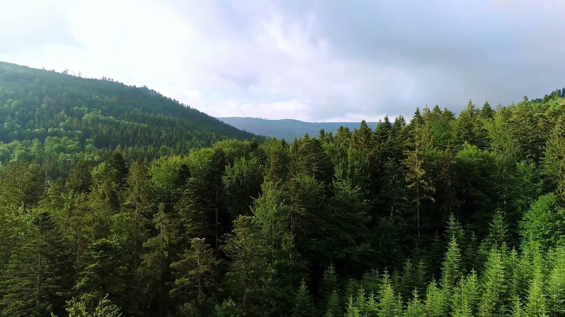 Forest massif
