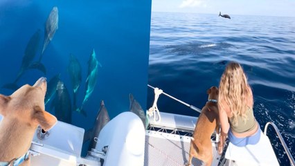 Dog Marvels At Leaping Dolphins Spectacular Show | Wild-ish TV