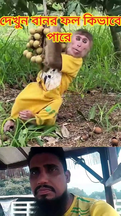 monkey funny video
