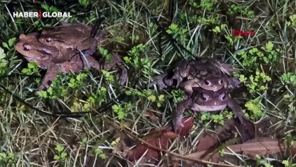 Sırt sırta omuz omuza verdiler! Kurbağaların yolculuğu başladı