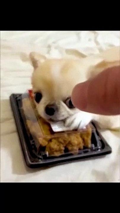 Funny Animal Videos Of The Day