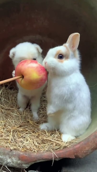 Dog and bunny chew apples together. Cute little pets in the countryside. Golden Sun Original