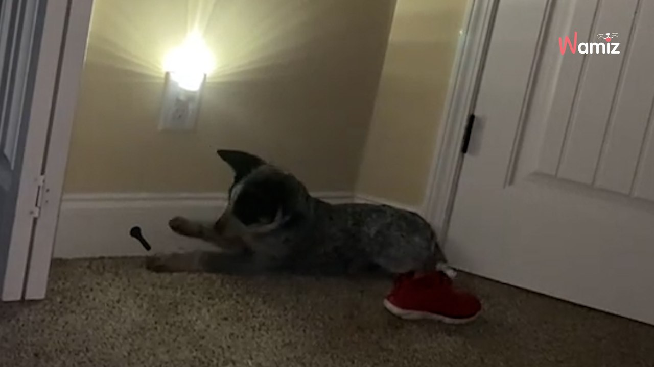 Ce chiot découvre le jeu le plus hilarant au monde... au pire moment pour son humain (vidéo)