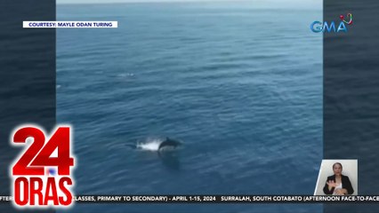 Nasa 10 bottlenose dolphin, namataang magkakasama ng ilang pasahero ng barko | 24 Oras