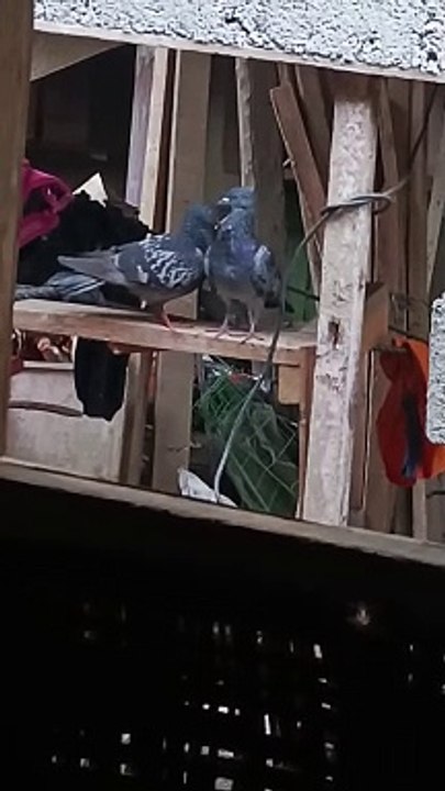 sweet bird