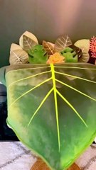 Télécharger la video: para quem ama plantas part 2 #plantas #jardim #flores #plantinhas #tapete #paraquemamaplantas