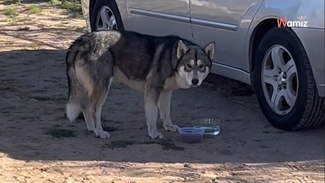 Il sort nourrir les poules : son sang ne fait qu'un tour en voyant l'intrus au fond du jardin (vidéo)