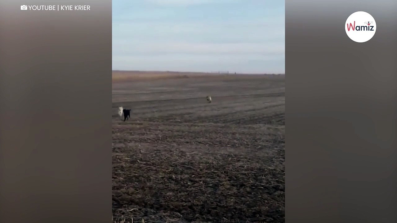 Vermisster Labrador kommt zurück, aber bringt zwei komische Freunde mit (Video)