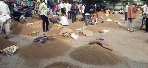 देशभर में मशहूर है प्रतापगढ़ की मसूर