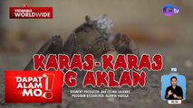 Karas-karas o mangrove tree crab, mahuhuli sa Aklan | Dapat Alam Mo!