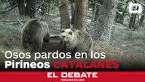 Detectan más de 40 ejemplares de oso pardo en los Pirineos catalanes