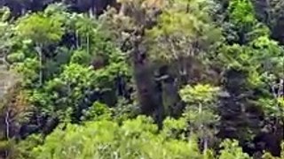 Amazon the World's Largest Jungle - Tropical Rainforest #shorts