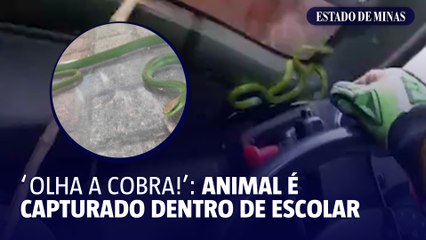 Cobra peçonhenta é capturada dentro de ônibus escolar
