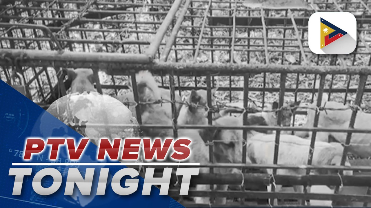 Several towns in Marinduque placed under state of calamity due to rise in rabies cases