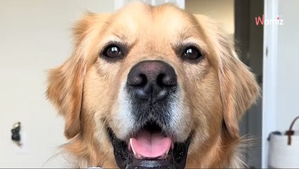 Les chiens ne sont pas admis à Disneyland : ils contournent la règle de la façon la plus créative (vidéo)