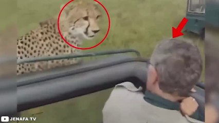 When Animals Go On a RAMPAGE!