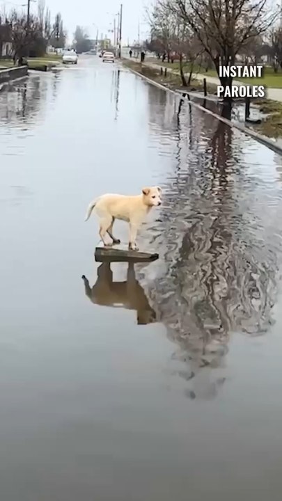 Ce chiot se retrouve coincé au milieu de l’eau puis reçoit un précieux soutien