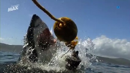 Documental. Colossus: El Gran Tiburón Blanco