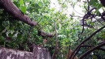 Video Story : हादसा टला : गहरी नींद में सोता रहा परिवार, आधी को घर की छत पर गिरा विशाल पेड़