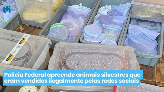 Polícia Federal apreende animais silvestres que eram vendidos ilegalmente pelas redes sociais