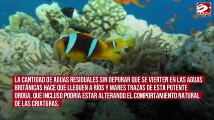 Los peces británicos viven drogados