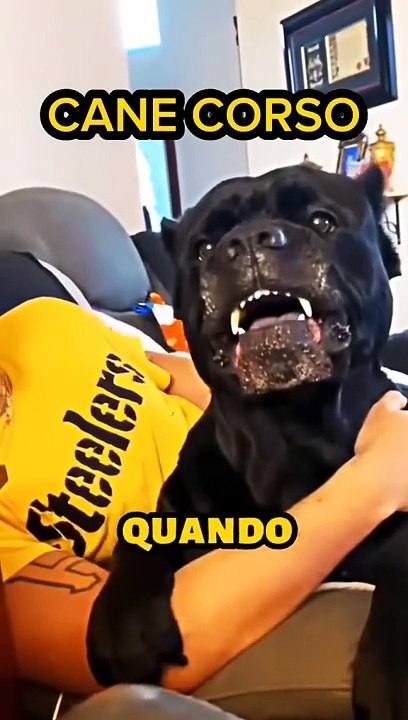 Viral animais